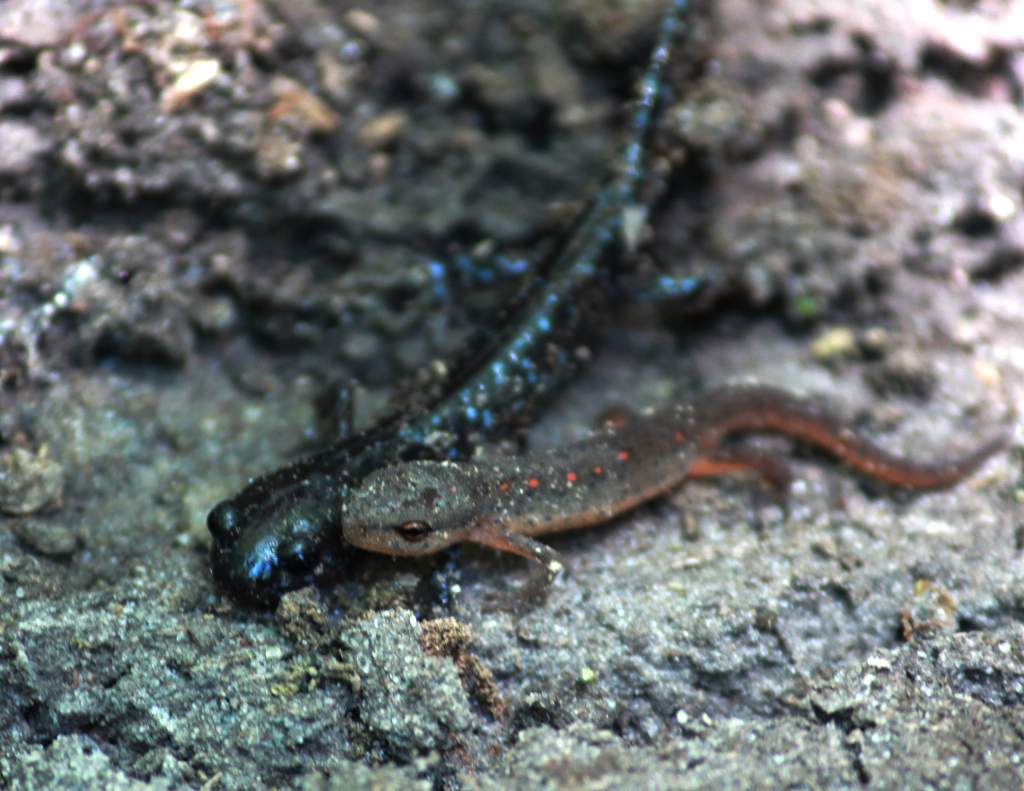 I don't have a macro lens so the image quality is very low. Found these two both under the same log.