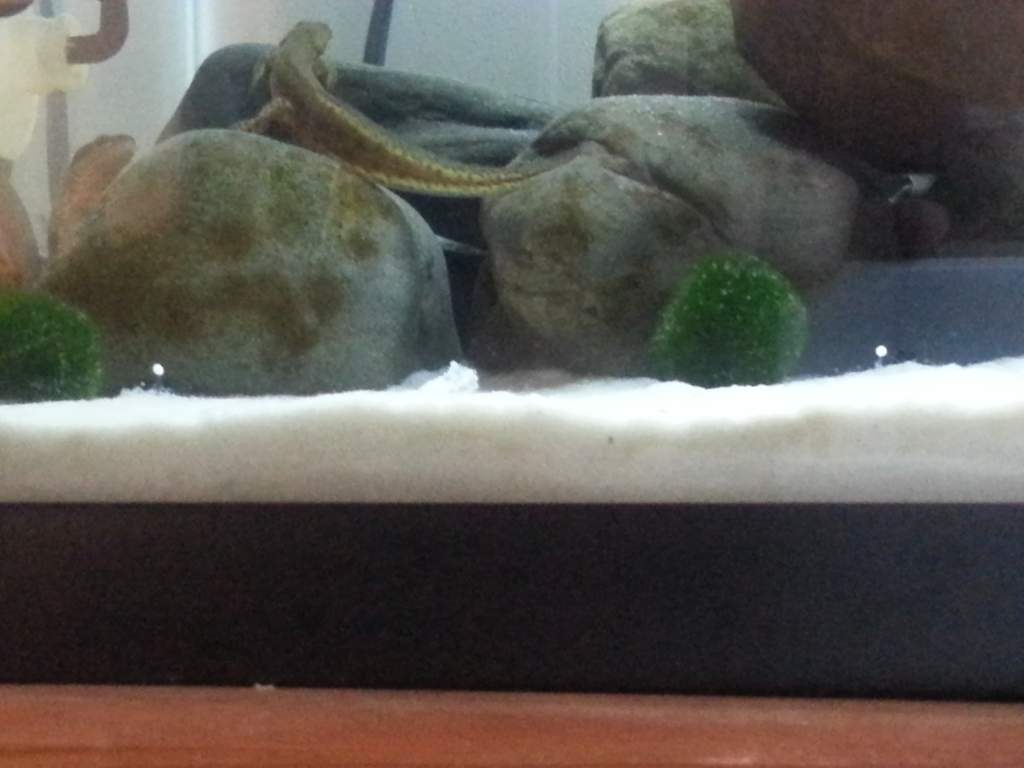 I don't think my two newts will ever stop. But what a lucky guy.