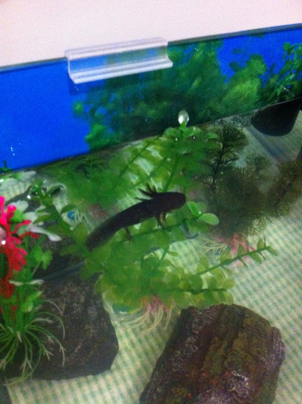 I got home from work today, and couldn't see him in the bottom of the tank. Looked at the top, he wasn't floating either (phew!)
Chernobyl, where are 