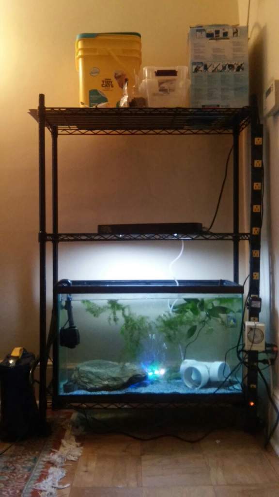 I got rid of Turanga's quarantine 10 gal, added a LED bubble bar, and cleaned up the top shelf...