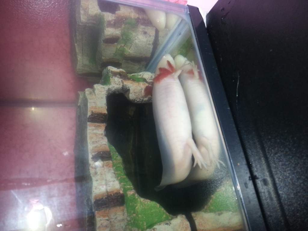 I had only had him a few hours at this point so that's why he may look uncomfortable.