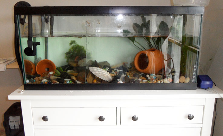 I have a 40-gallon breeder tank setup with a Fluval 305 canister filter and an air rock/stone in one corner. Sorry my tank is a little bit of a mess r