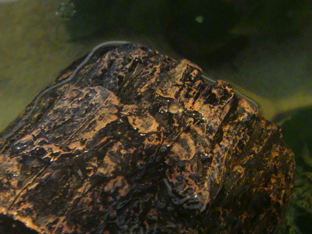 I have seen several eggs attached to this spot out of the water.