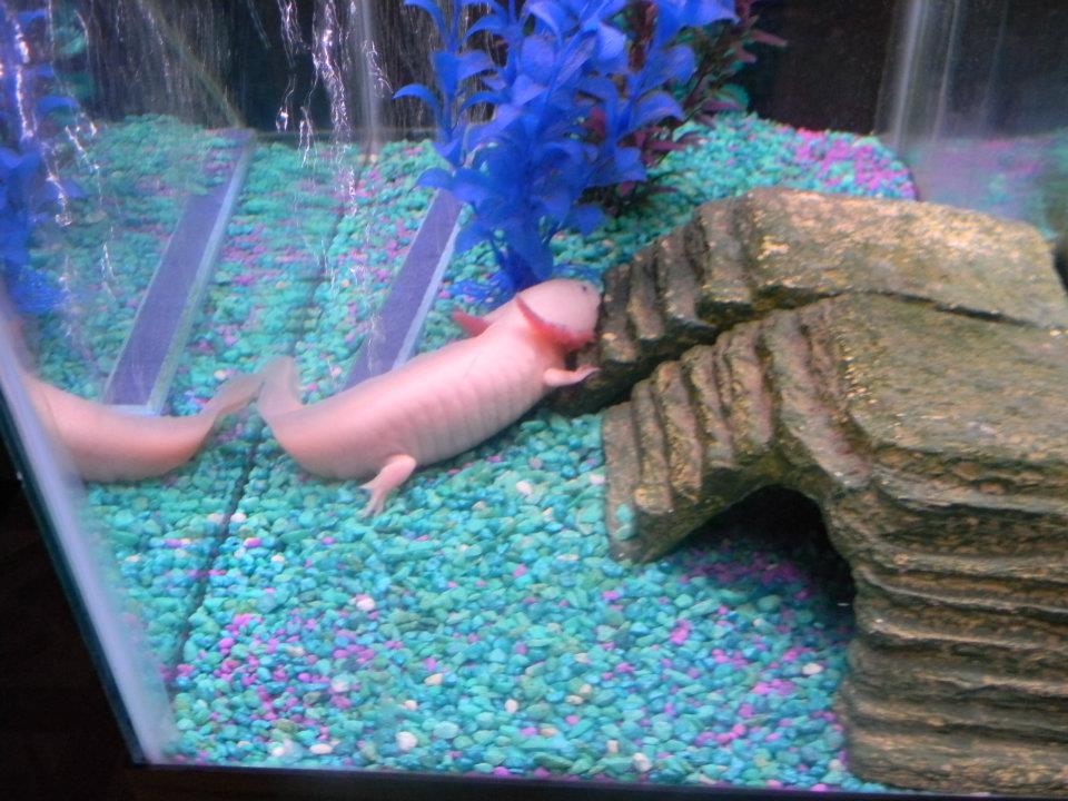 I know in the pic he's on gravel in this pic but the pic is a few months old, after talking to other axol owners he is now on sand. I did have him on 