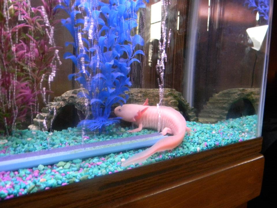 I know in the pic he's on gravel in this pic but the pic is a few months old, after talking to other axol owners he is now on sand. I did have him on 