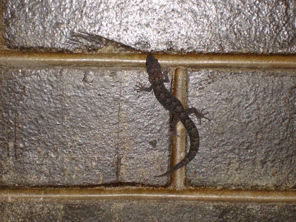 I know its not an axolotl, but its still cool. This little guy live's behind a hanging plant on my wall.