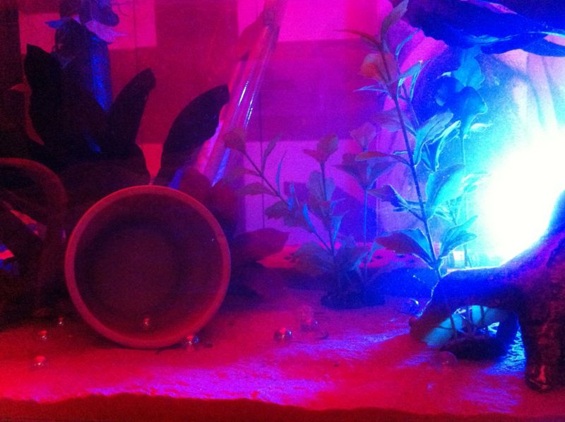 i like playing with lighting in the tanks it changes the colour of the axis i put the light outside the tank so they dont mind it as much x