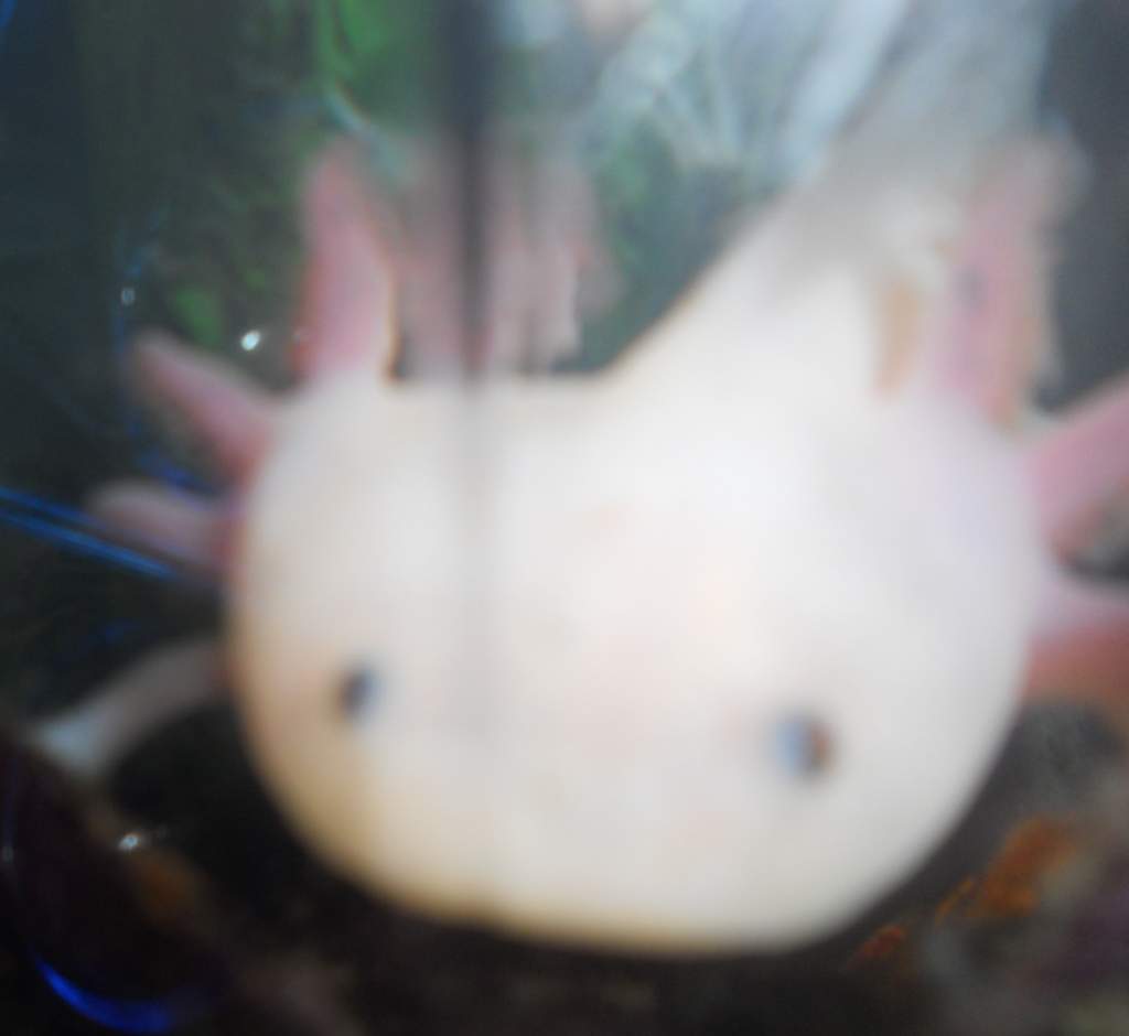 I likes this Korner, It Makes my face look funny