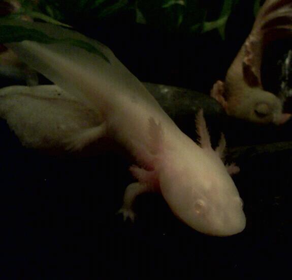 I love him