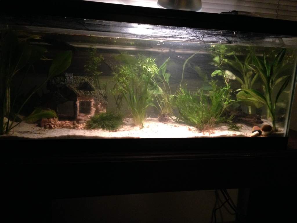 I moved them from the 10 gallon to a 20Long. I think they approve. I couldn't resist including the little house. They like to go in there and hang out