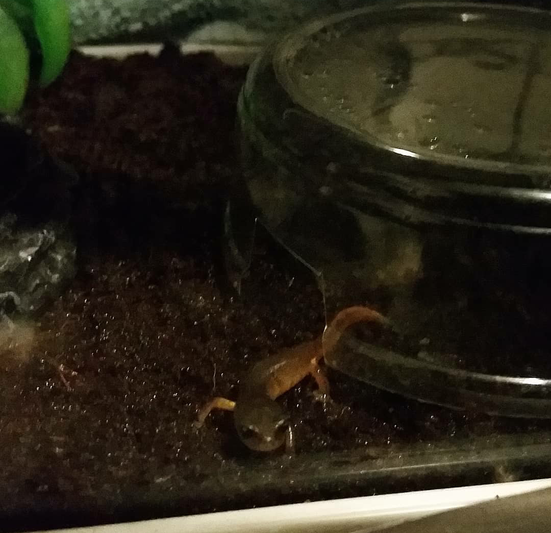 I put a bag of large crickets next to his tank (for my leopard geckos) and this little man seriously thinks he can take them on!? He's far too small f