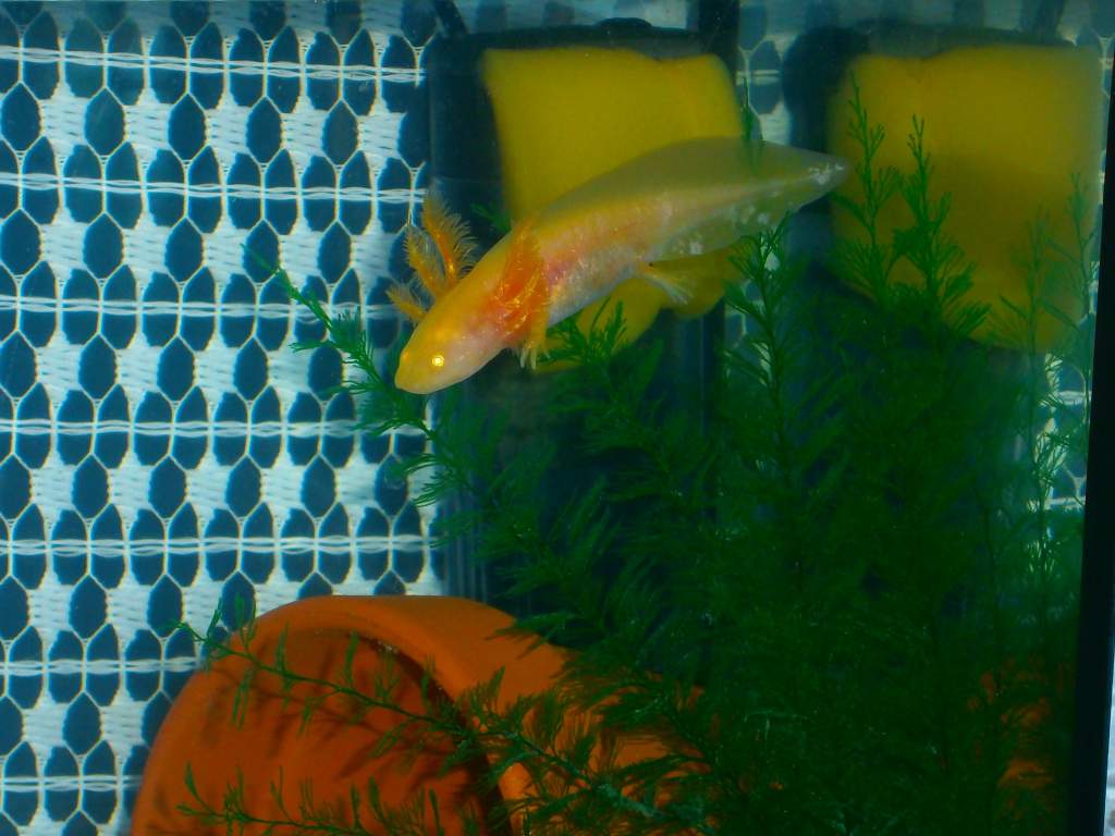 I really love the iridescence of our gold lotl. He is sparkly!
