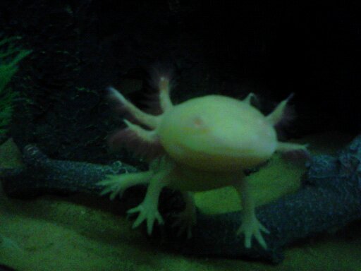 i smile for a worm