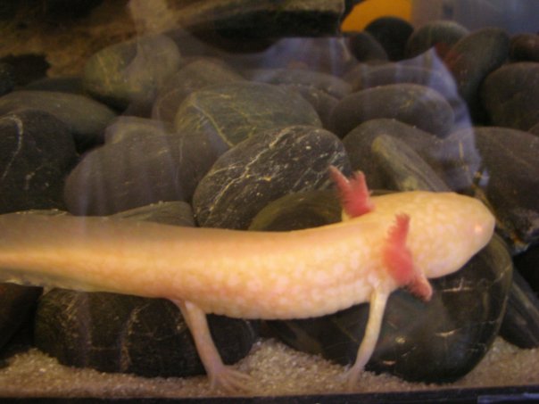 i still think it's too young to determine what sex it is.
i hope it's a girl