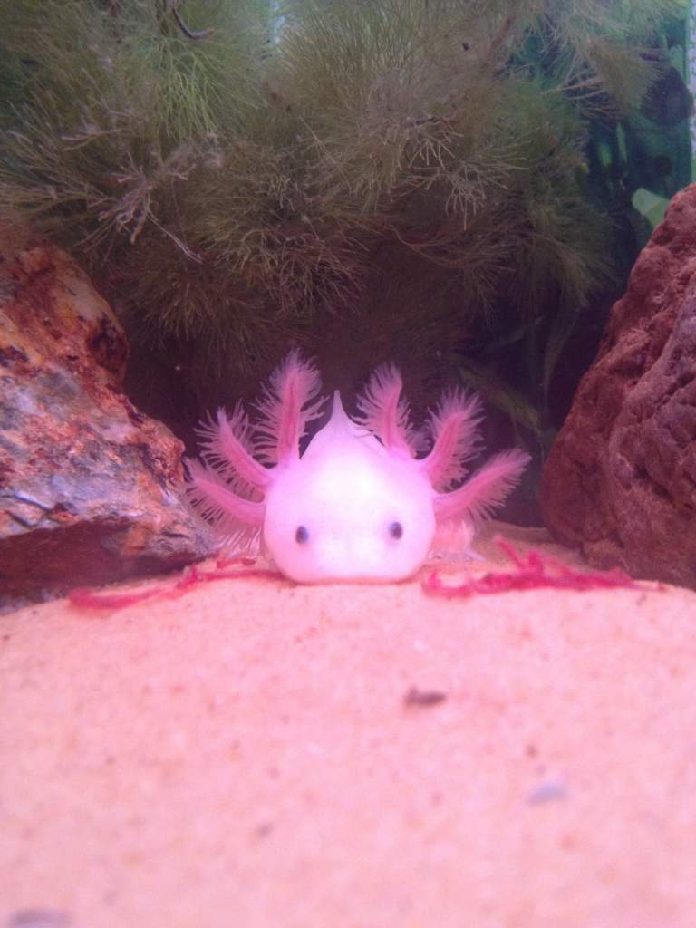 i swear he poses for the camera