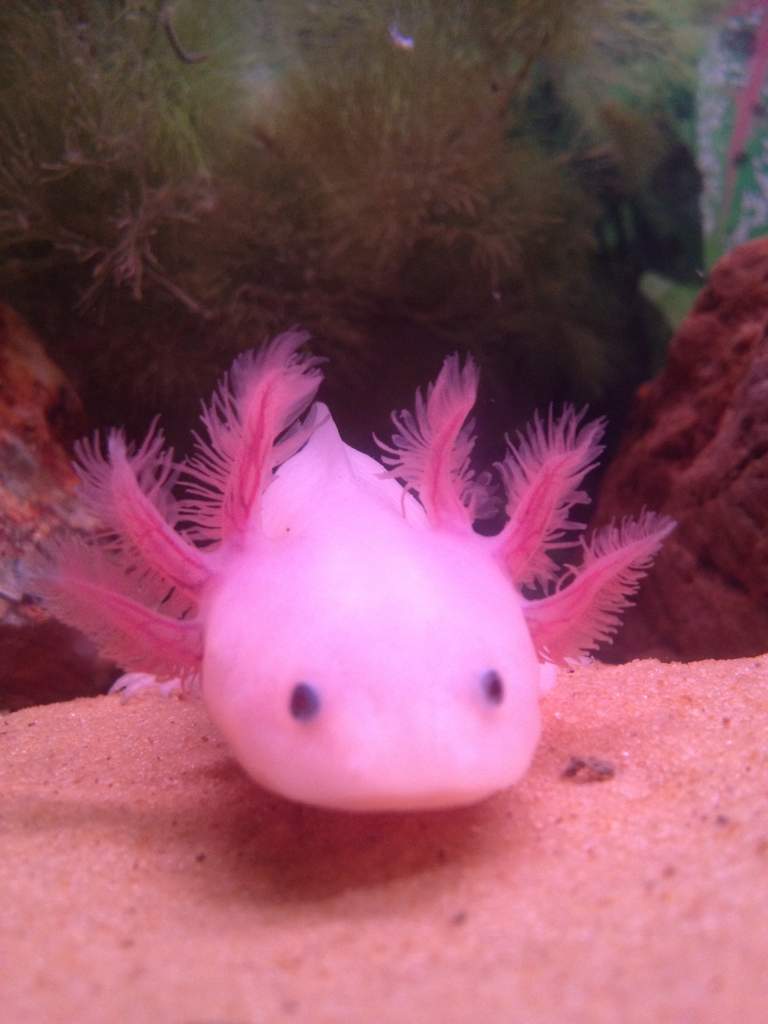 i think his gills are getting much bigger