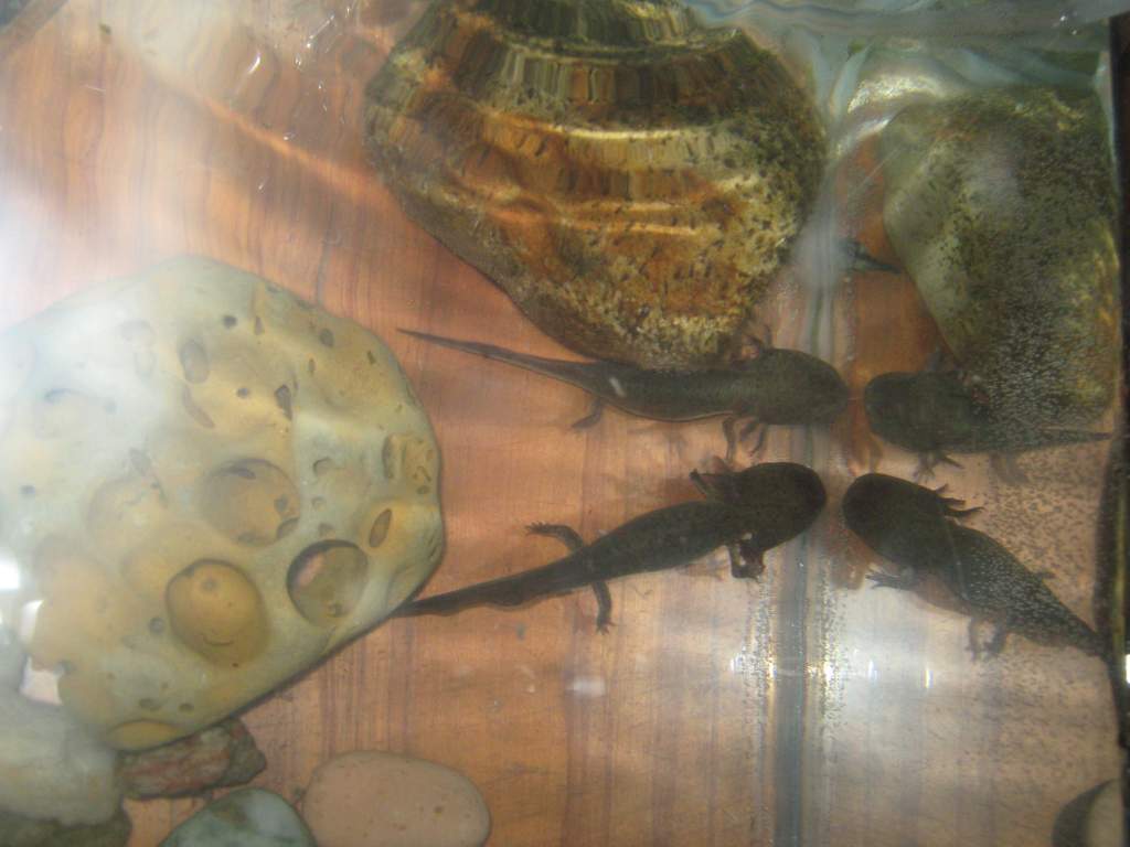 i think mudpelt is a boy - the larger and darker of the two