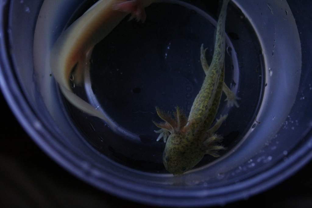 I thought I'd leave them in their little container for a quick photo session.