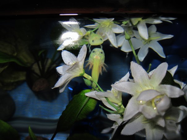 I took these fake flowers out after seeing a small red dot on Mowgli's arm. It went away but I think he may have hurt himself on the flowers...
