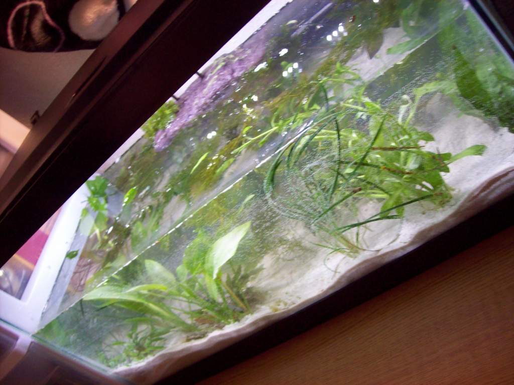 I updated the newt tank, giving it a complete overhaul from the album uploaded on the 18th. I changed many things at the helpful suggestions of other 