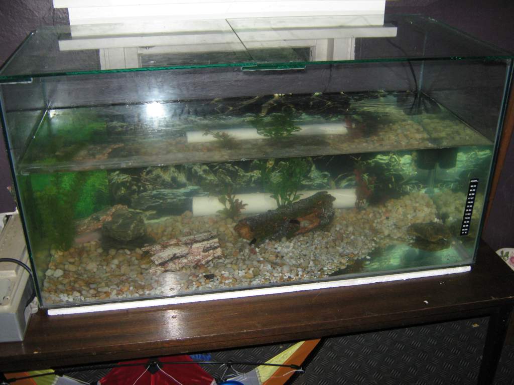 I want to get some real plants and I think I will take the stones out as they are not used to them .... might get some silica sand aswell .... they ar