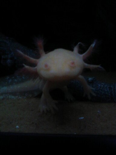 i will dance for worms ???