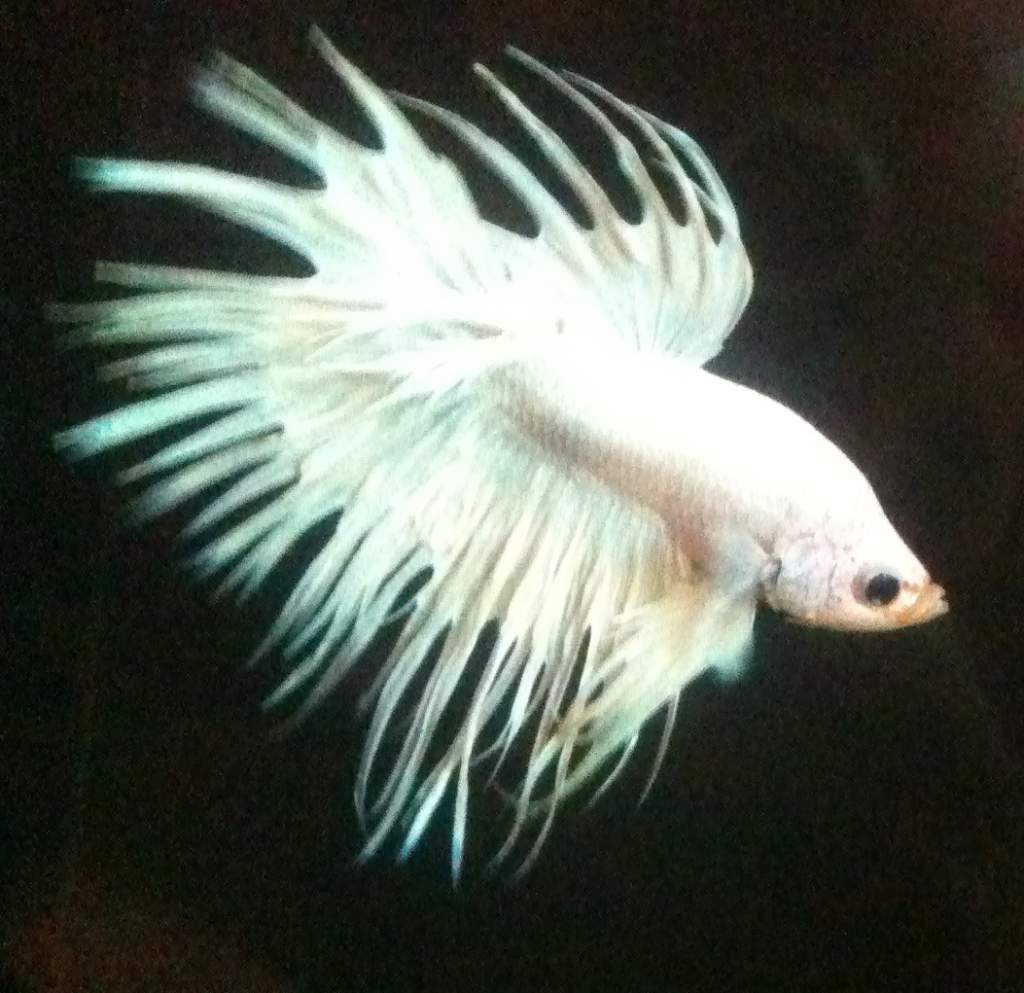 "Ice" the Platinum White Crowntail Betta