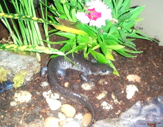 Igor, female Jefferson salamander