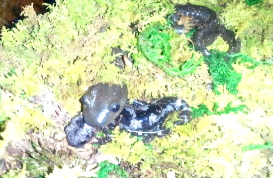 Igor - Jefferson salamander, Inga - Marbled salamander