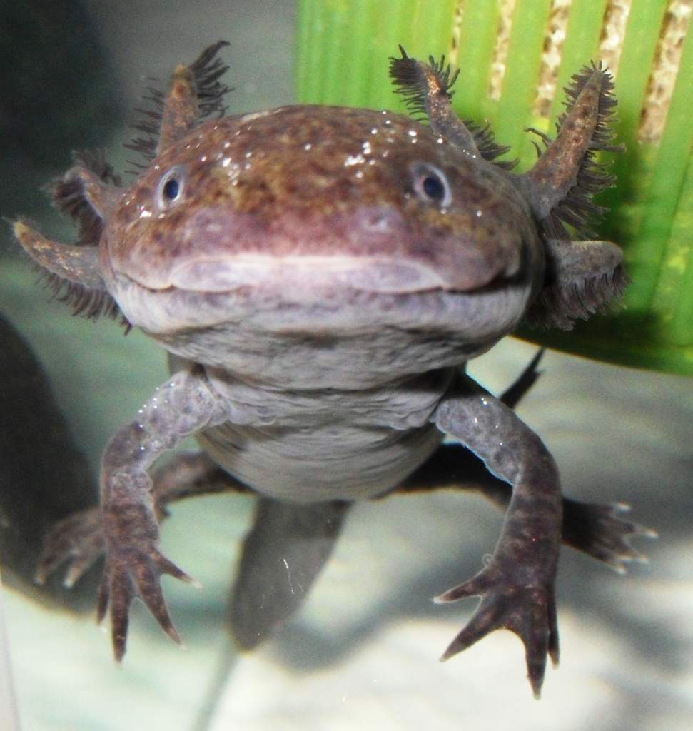IGOR!