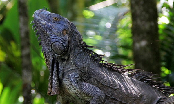Iguana iguana - Green Iguana
