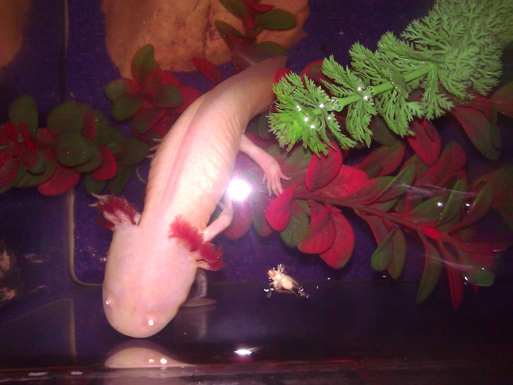 I'll eat this cricket... later...