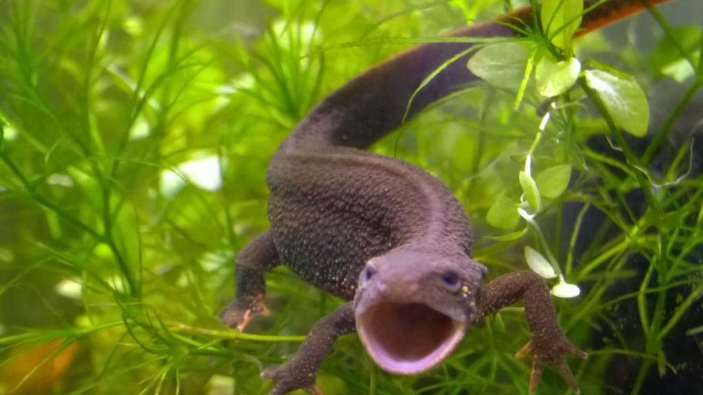 I'll eat you!