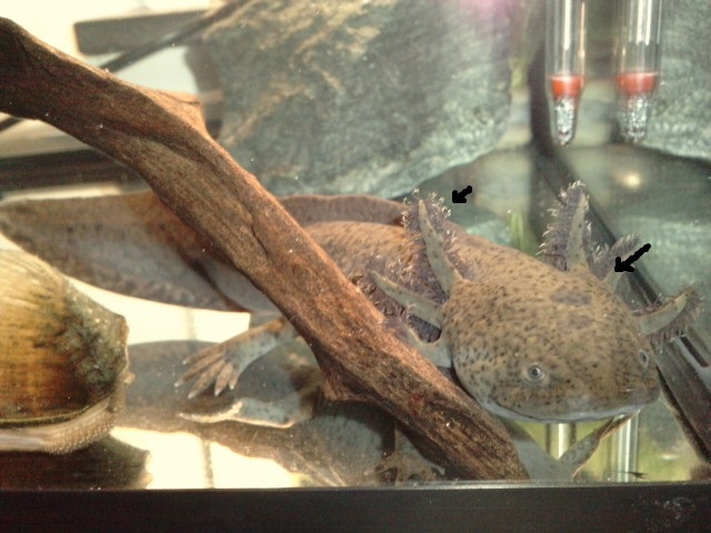 I'm doing something wrong ! It can not be the the temp, it's 18 C and consistent as well as the water quality.