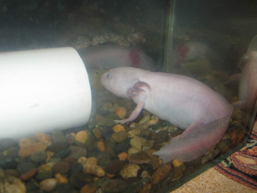 im gonna feed her as many bloodworms as she wants, and im trying to find a bigger tank for her ... do you think she looks like she has metamorphed? sh