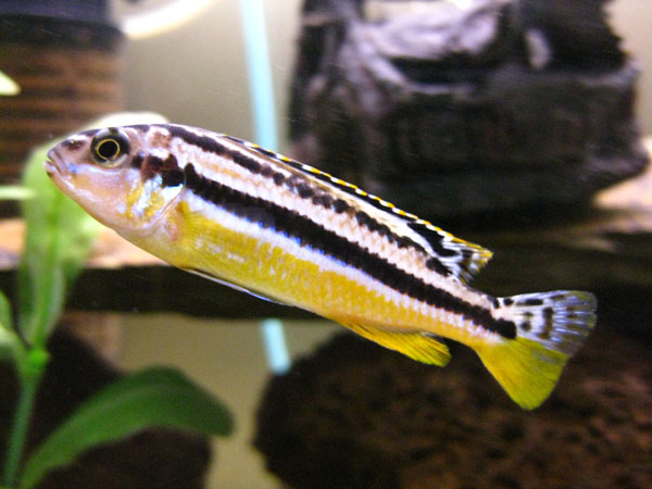 I'm hoping this is a female Aratus cichlid (Melanochromis auratus). We haven't had her long so she doesn't have a name. The males become black underne