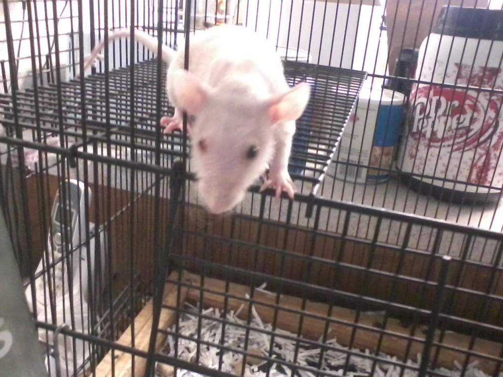 I'm pretty certain this was Mundo, my odd eyed hairless rat. He had a brother that looked just like him so I can't be 100% sure. I wasn't able to keep