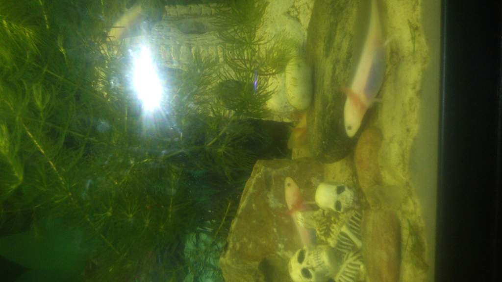 im the king of the castle your the dirty rascle