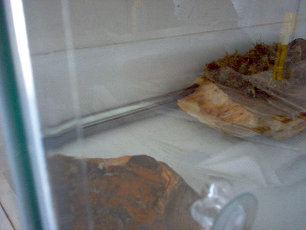 IM000161

This is my current firebelly newt set up, will be adding java moss in the water soon, if you look really close you can see him sitting halfw