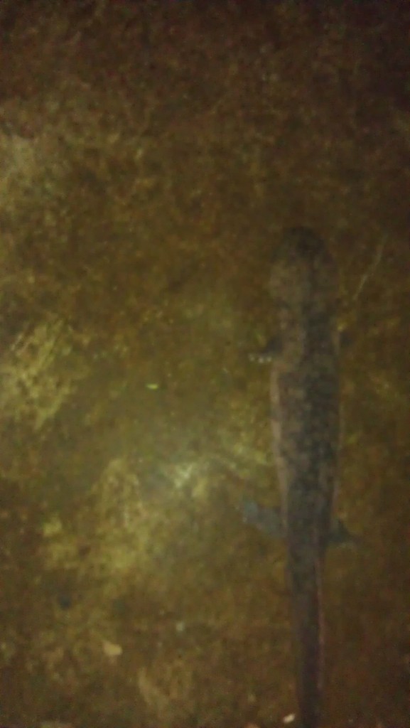 IMAG0643
