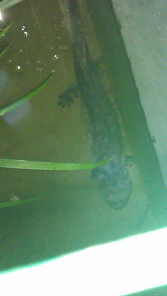 IMAG0666