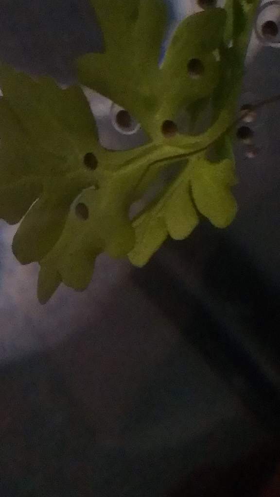 IMAG2805