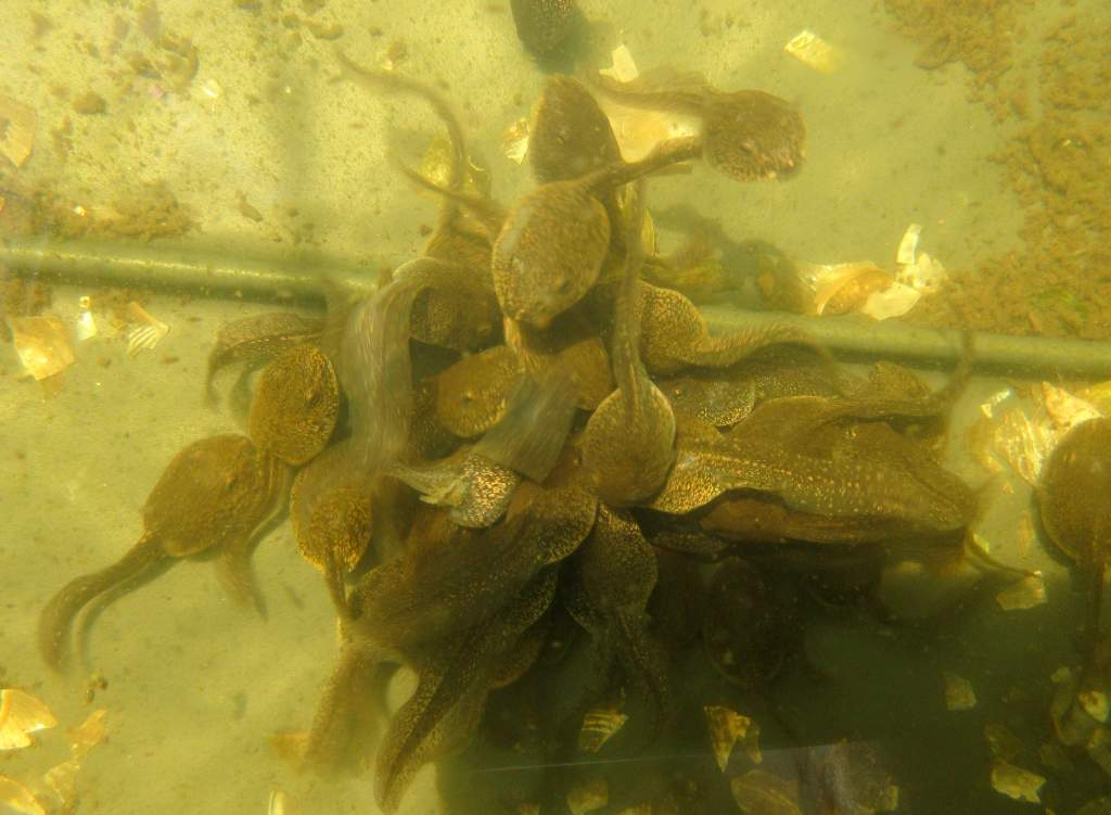 IMG 0649 scrum formed around crushed water snail, added to stop tads tail chewing