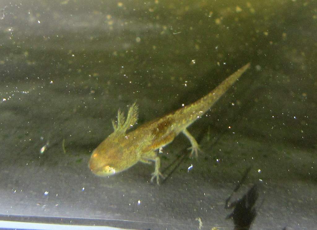 IMG 0650 smooth newt perfect partners as they don'
t compete with frogs