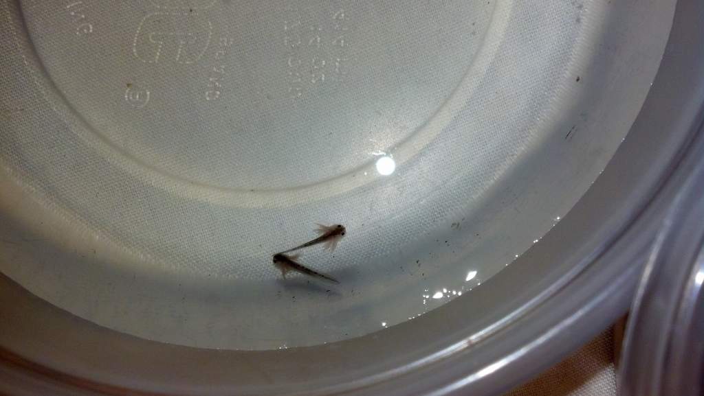 IMG 20140315 174527 344