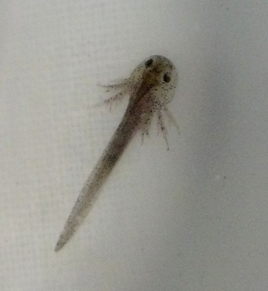 IMG 20140318 180328 734   Copy (2)