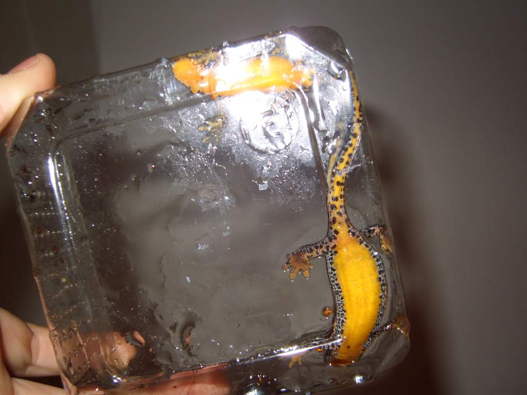 IMG 2790