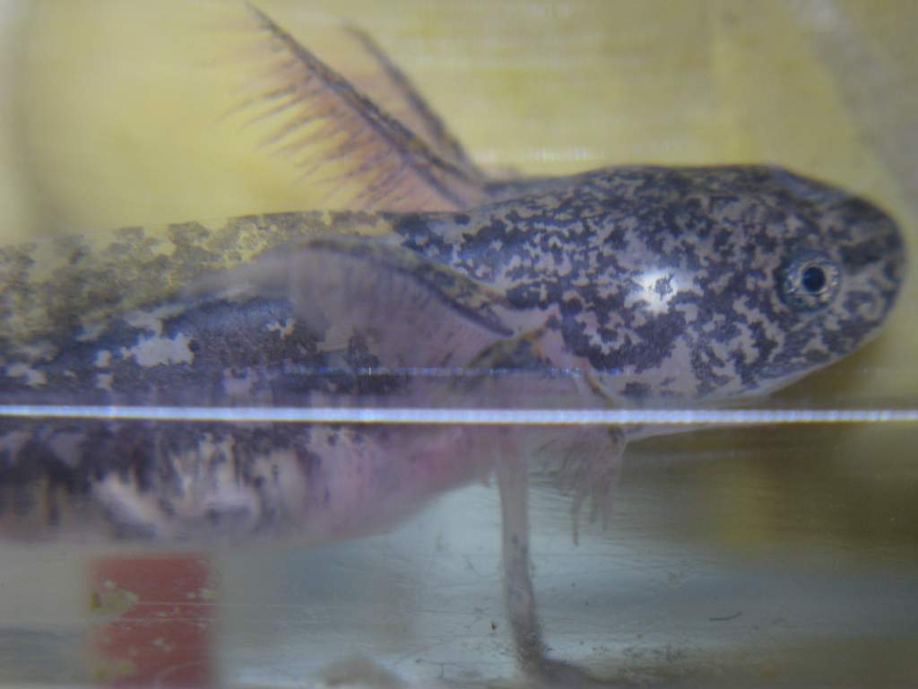 IMG 3536