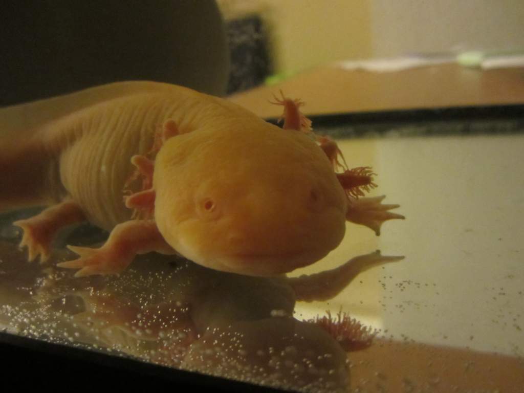 IMG 4167.