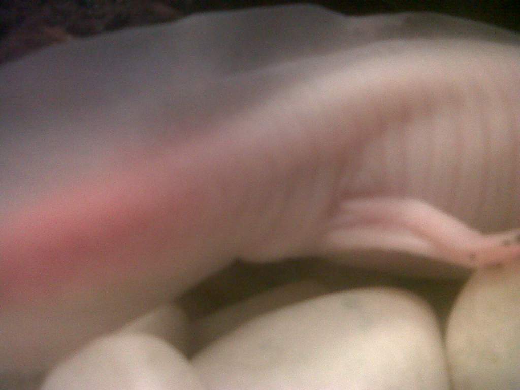 IMG00094 20110111 2126